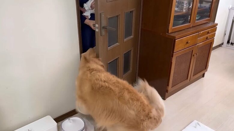 ドアが少し開くとすぐに近寄っていく（提供：豆柴うに&ゴールデンレトリバーおからさん）