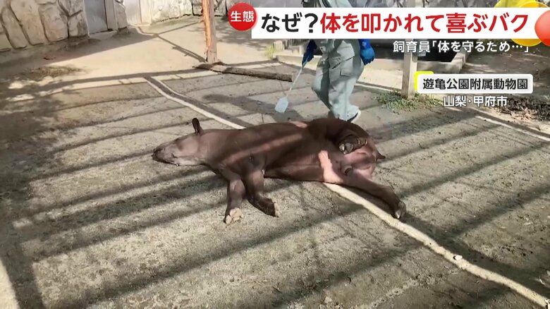 地面に寝そべり、うっとりとした表情のプーロ君