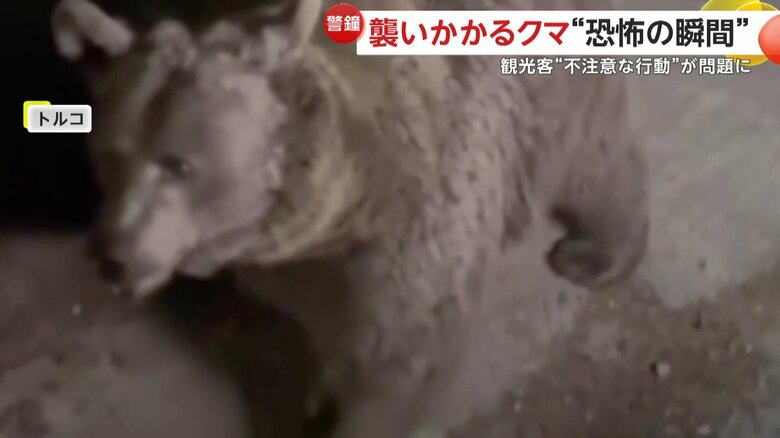 撮影者の車に近づく親グマ（IHA）