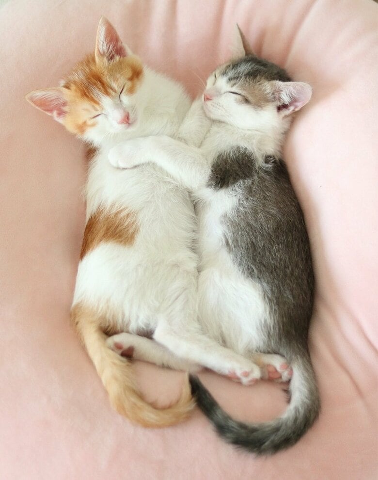 抱き合うかのように寝る双子（2017年9月撮影。左：カヌレくん　右：アメリちゃん）