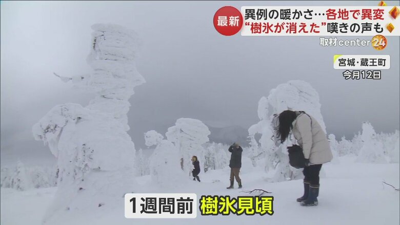 1週間前には見頃を迎えていた樹氷