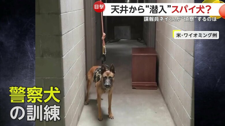 人が入り込めない場所に入る訓練を行っていた警察犬