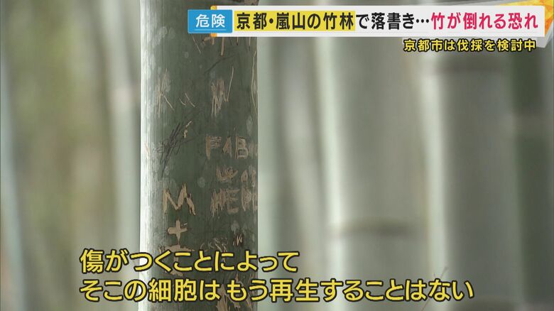 竹の生育にも影響がある