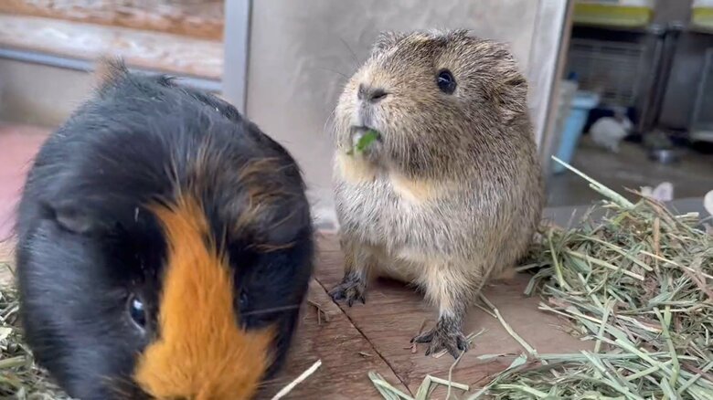二者の表情が味わい深い（提供：須坂市動物園）
