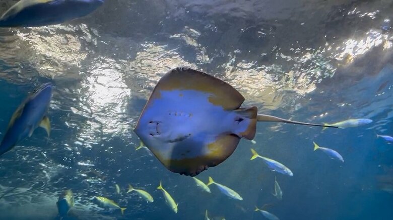 アカエイ（提供：浜名湖体験学習施設ウォット）