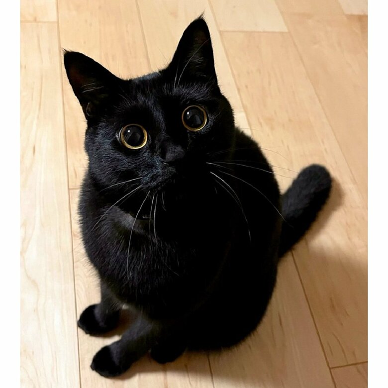 飼い主さんをお出迎えするうにくん