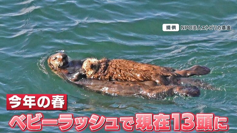今年の春、赤ちゃんが誕生し13頭に
