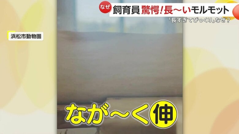 伸びているモルモットの胴体（提供：浜松市動物園）