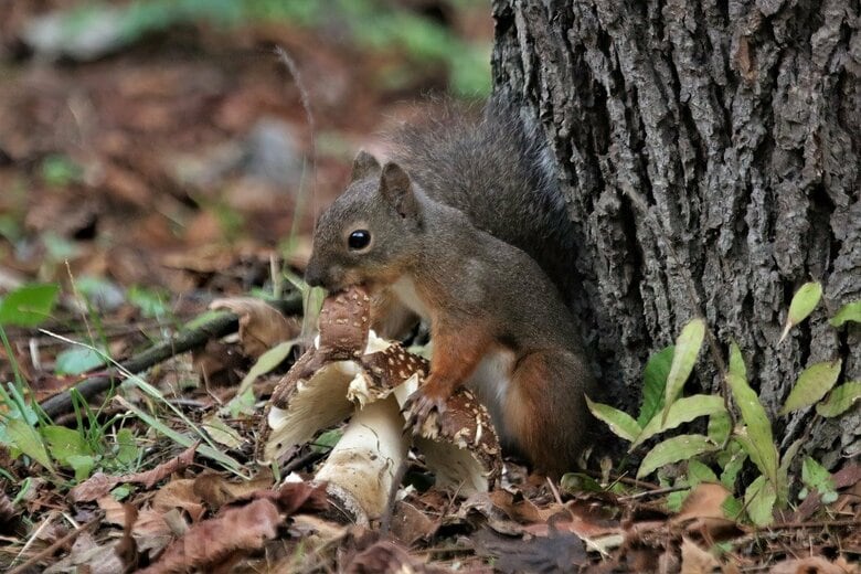 テングタケを食べる食べるリス（撮影：五味孝一さん）