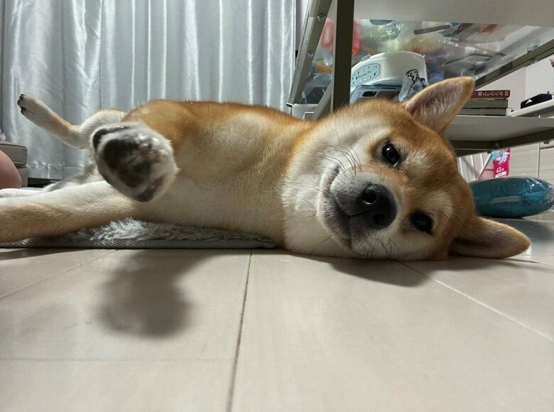 提供：わさび一族さん