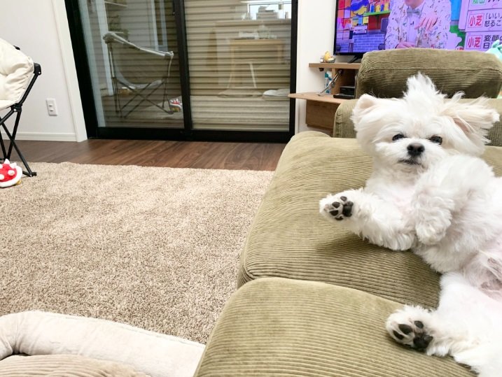 飼い主さんのくしゃみにびっくり顔なわむうくん