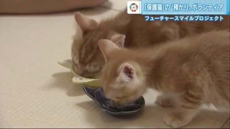 一時的に坂下家へやってきた2匹の子猫