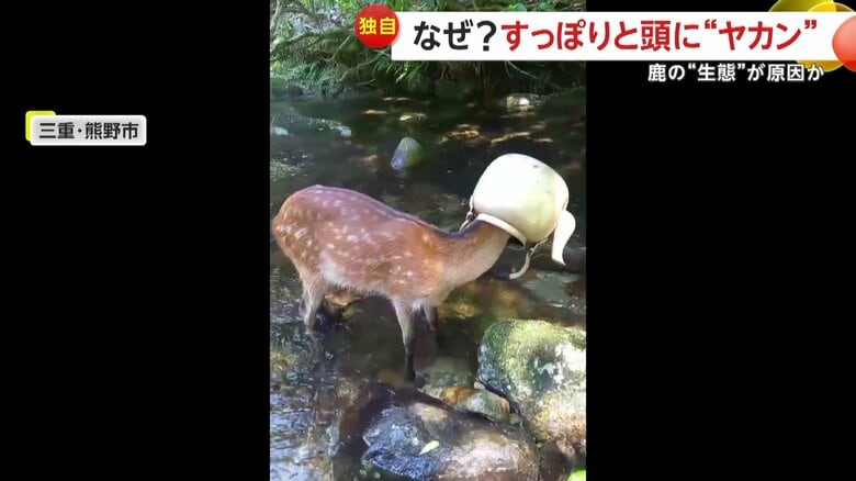 おびえた様子で直立不動で川の中に立っていたというやかんをかぶった鹿