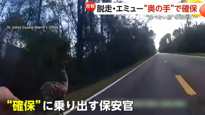 飛べない鳥エミューの大捕物（アメリカ・フロリダ州）