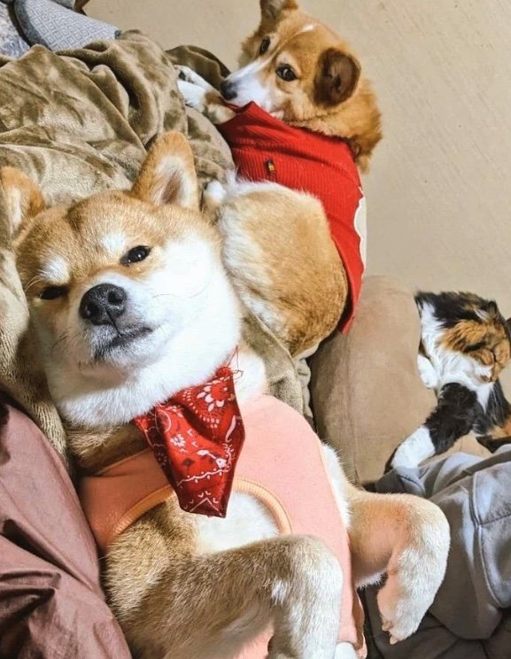 提供：柴犬スティーブch【コーギーと猫を添えて】さん