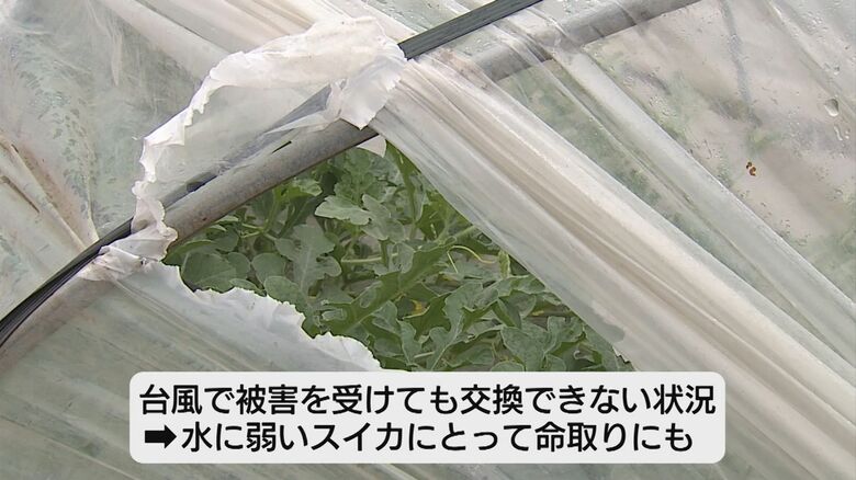 スイカは水に弱い