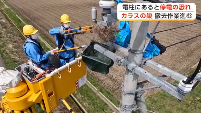 被害防止へカラスの巣撤去進む　停電引き起こす恐れ　秋田