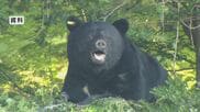 クマが住宅に侵入か　住民「ガタガタって、ものすごい音」　玄関の網戸が破れ、泥が　廊下には足跡　長野・松川村で目撃相次ぐ