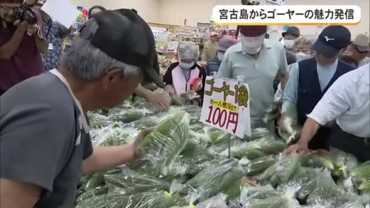 宮古島産 ゴーヤー 8kg 朝採り 宮古島からゴーヤーの魅力を発信 5月8日ゴーヤーの日｜FNNプライム