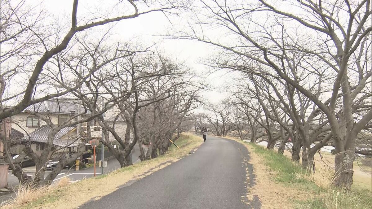 桜まつり実行委「見に来ないで」ソメイヨシノ老齢化で苦渋の“まつり