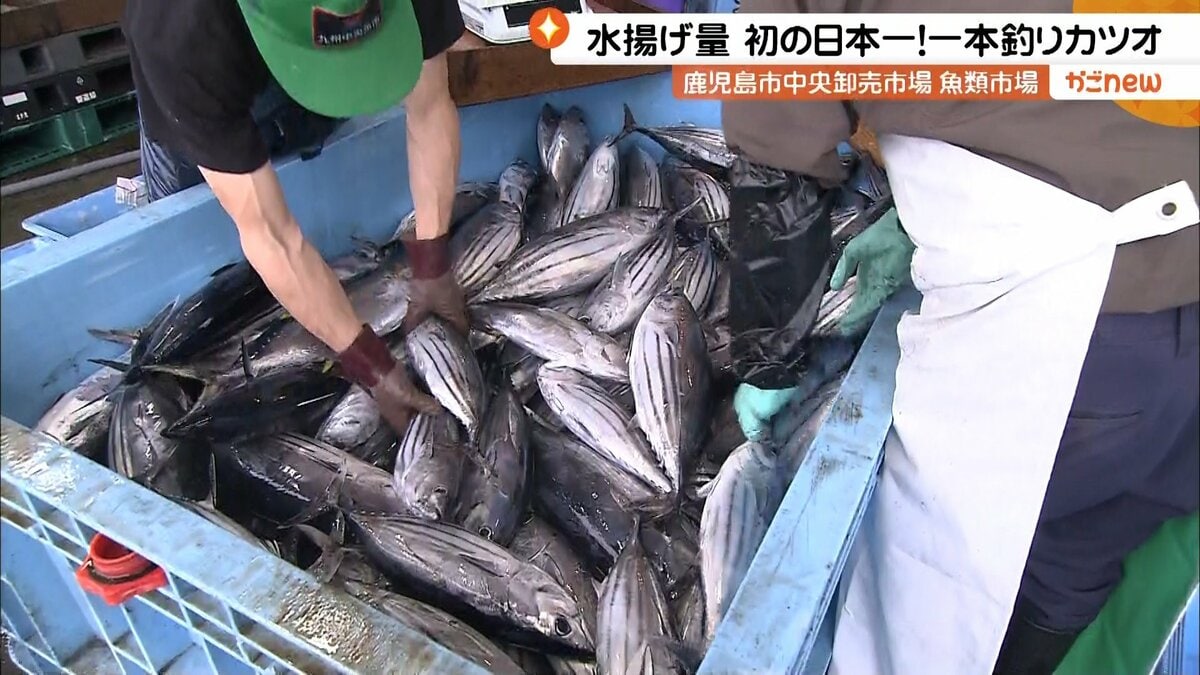 水揚げ量日本一！鹿児島の“一本釣りカツオ” 新鮮なまま各地に広める