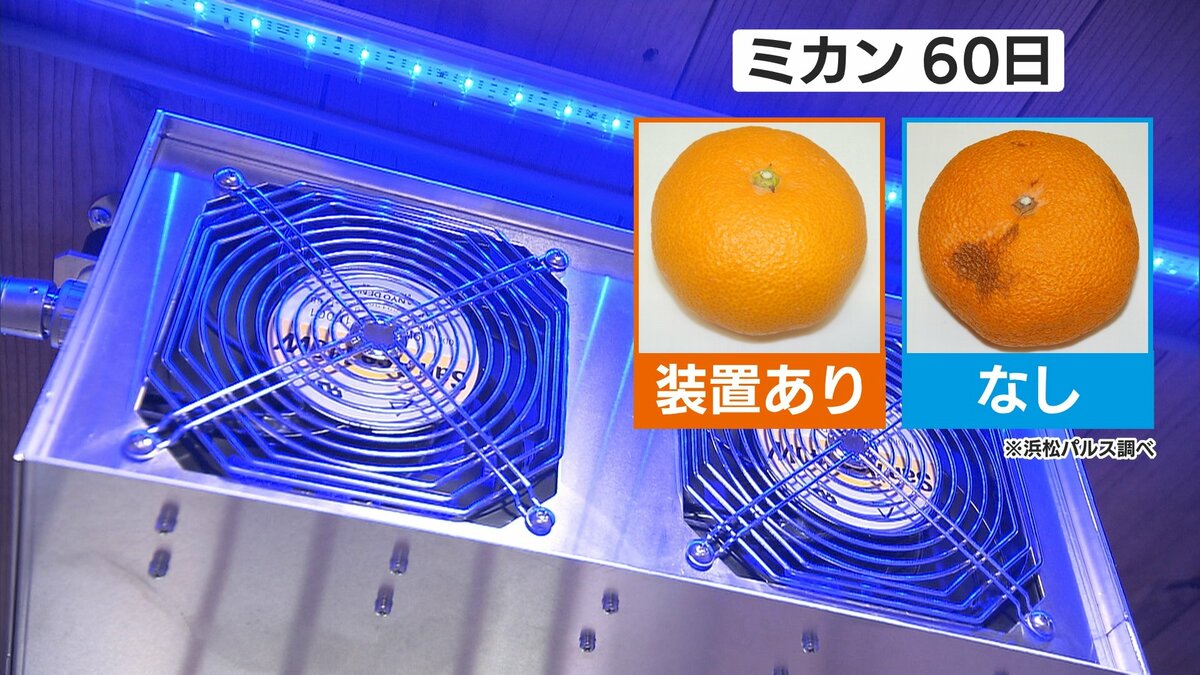 LEDで農作物の鮮度を維持 ミカン産地・静岡県の企業が開発の新装置に