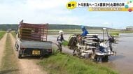 5/31に放鳥へ…トキのために化学肥料等を減らして作るコメの田植え進む 認証米としてブランド化の方針