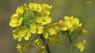  ダム工事現場に咲く春の花「菜の花」川辺を彩る 約6年後の完成後はダムに沈み、変わりゆく景色…