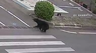 福島の工場に居座るクマ　緊急銃猟実施で麻酔銃使用も収まらず　専門家「アドレナリン上回り薬を相殺」　北海道で“400kg級”ヒグマ出現