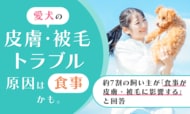 愛犬の皮膚・被毛トラブル、原因は