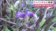 秋の訪れ告げる…熊野古道の馬越峠入口近くで『ナンバンギセル』の花が見頃 ススキ等の根に寄生する一年草