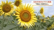 加美町で１００万本のヒマワリが見頃　長雨の影響で例年より５日遅い開花も　週末まで絶景楽しめる〈宮城〉