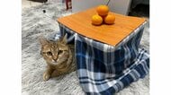 手作りの“専用こたつ”でくつろぐ子猫がかわいい…中は温かい？投稿者に聞いてみた