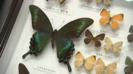 岩手県の絶滅危惧種を知る　県立博物館で企画展　標本や剥製など約1000点展示