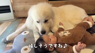 「めちゃめちゃ顔蹴られてます」赤ちゃんとどうしても一緒に寝たい大型犬にほっこり…普段の仲を父親に聞いた