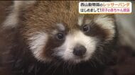 短い手足でよちよち　愛らしさあふれるレッサーパンダ双子の赤ちゃん　7日から一般公開　名前も順次募集