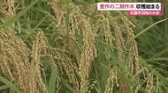 名護市羽地で二期作米収穫 大雨影響も「大きくて豊作」