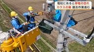 被害防止へカラスの巣撤去進む　停電引き起こす恐れ　秋田