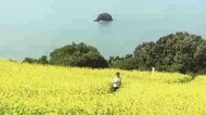 能古島の「キバナコスモス」約1万本が満開で見頃　青い海と黄色い花のコントラスト　福岡市