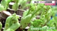 「天ぷらが一番」若草色のタラノメが春の訪れ告げる　18人の生産者で年間3トン以上出荷　山形・最上町