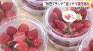 海外出荷も視野　秋田ブランドの夏イチゴ『秋田夏響』『すずあかね』販売開始　秋田市