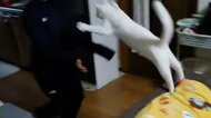 「おかえりなさい!」大ジャンプで飼い主に跳び込む猫の“お出迎え”が素敵…元保護猫との絆を聞いた
