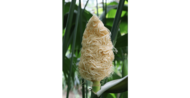 花が“そうめん”にしか見えない植物が話題…そして散った後は“とうもろこし”!? 植物園に聞いた