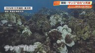 絶景の海で何が…美しきサンゴを襲う「白化現象」と足元に迫る気候変動の危機【高知】