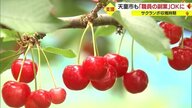 サクランボシーズン限定・天童市職員の「副業を許可」　収穫期の人手不足解消に向け…【山形発】