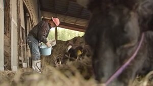 自宅全壊し、牛舎で暮らす牛島さん 「ボーイズビーアンビシャス」、畜産への思い