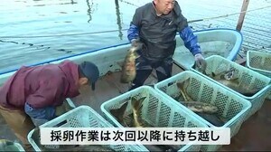 今シーズン初 大川のサケ漁始まる 東日本大震災後では最も少なく、低調なスタート〈宮城・気仙沼市〉