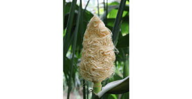 花が“そうめん”にしか見えない植物が話題…そして散った後は“とうもろこし”!? 植物園に聞いた