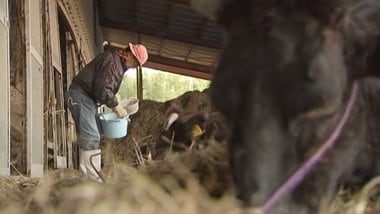 自宅全壊し、牛舎で暮らす牛島さん 「ボーイズビーアンビシャス」、畜産への思い