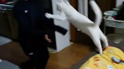 「おかえりなさい！」大ジャンプで飼い主に跳び込む猫の“お出迎え”が素敵…元保護猫との絆を聞いた